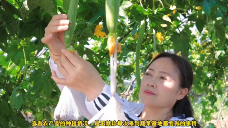 【奋斗者·正青春】“香村菇娘”王献珍